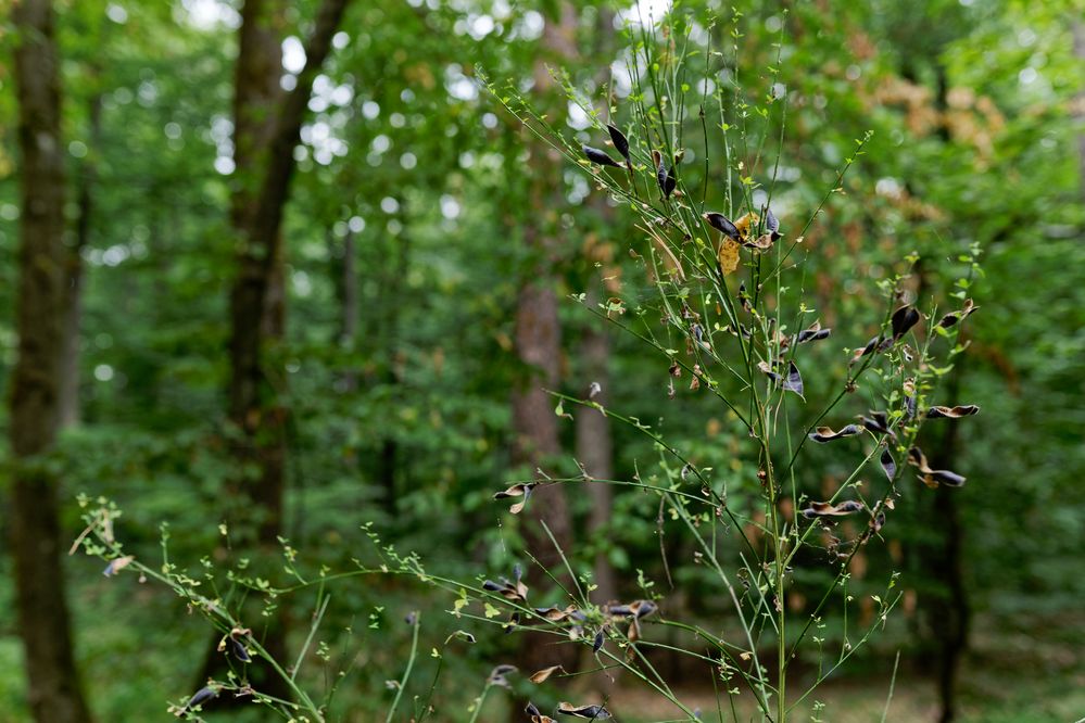 Details im Wald, hier: Ginsterzweige mit Schoten