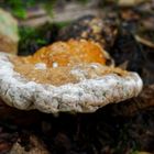 Details im Wald, hier: Glänzender Lackporling