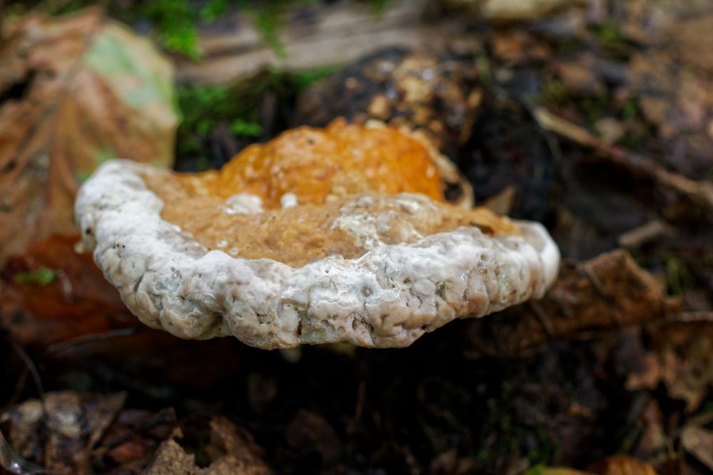 Details im Wald, hier: Glänzender Lackporling