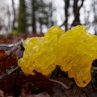 Details im Wald, hier: Goldgelber Zitterling