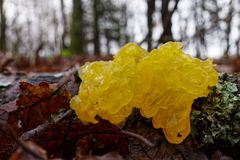 Details im Wald, hier: Goldgelber Zitterling