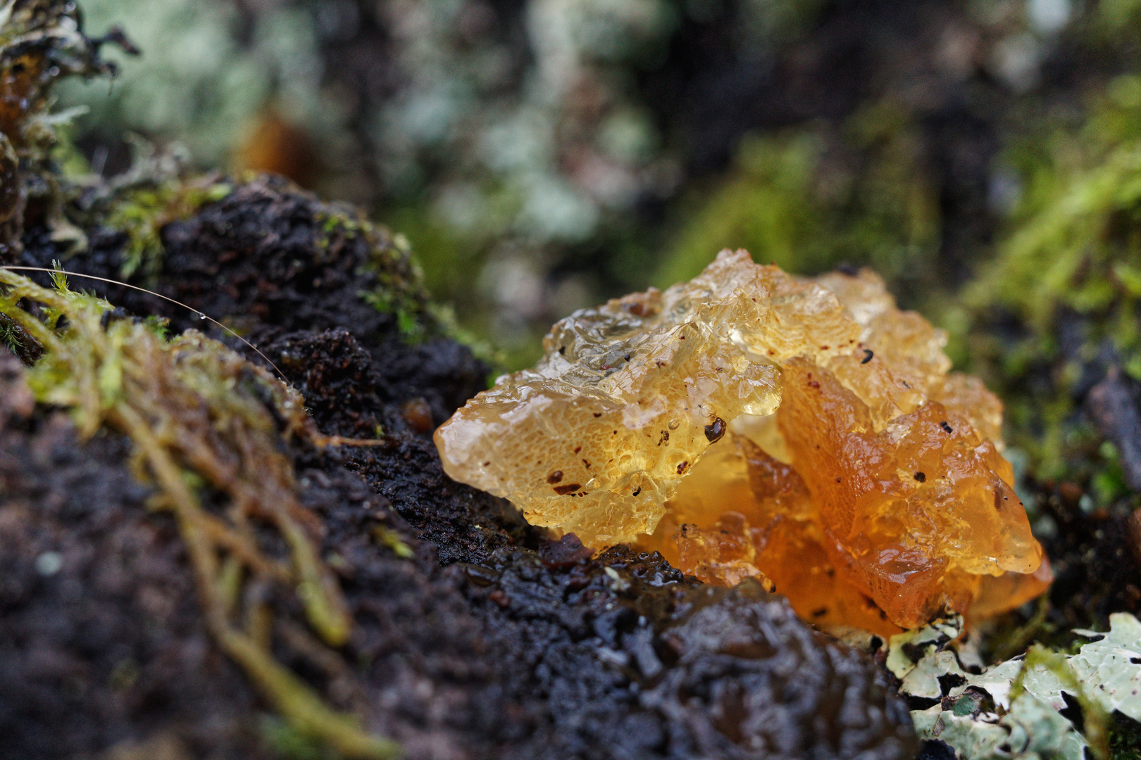 Details im Wald, hier: Goldnugget