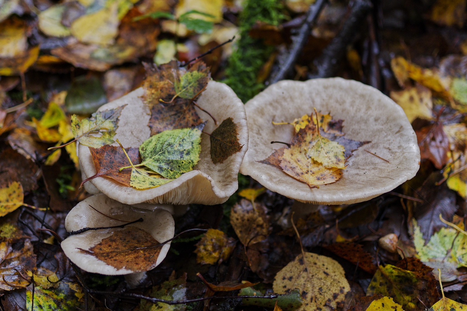 Details im Wald, hier: gut getarnt