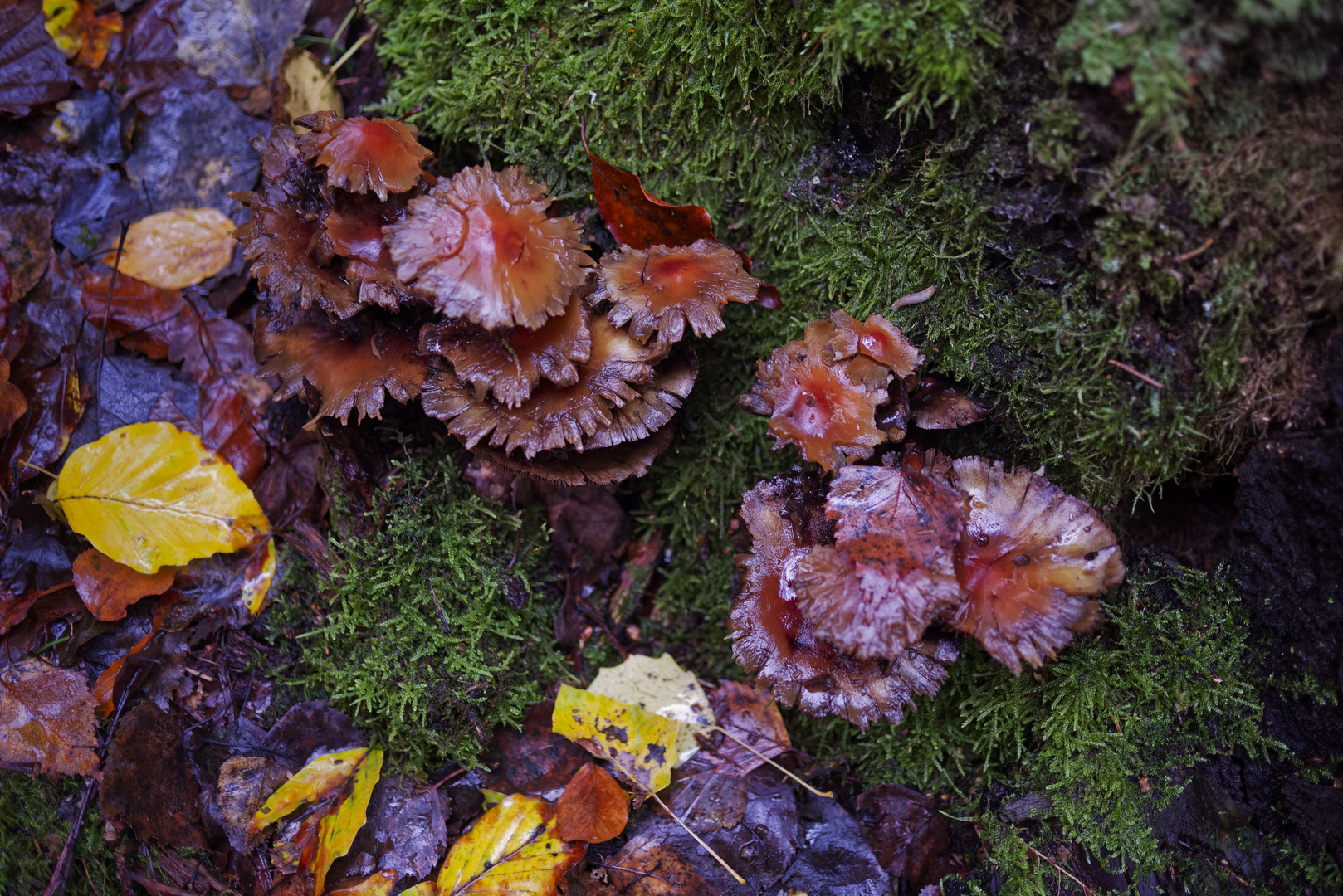 Details im Wald, hier: gut getarnte Pilze