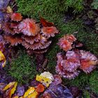 Details im Wald, hier: gut getarnte Pilze