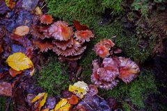 Details im Wald, hier: gut getarnte Pilze