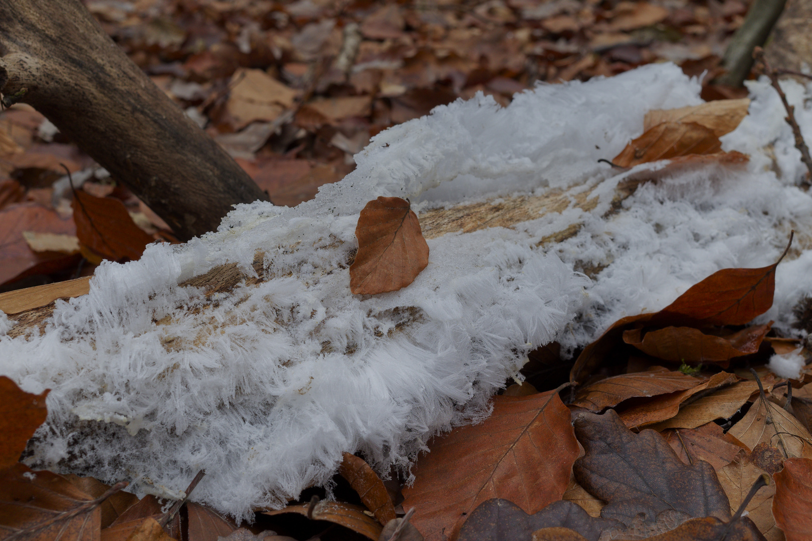 Details im Wald, hier: Haareis auf buchenast