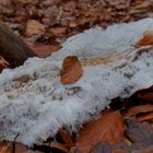 Details im Wald, hier: Haareis auf buchenast