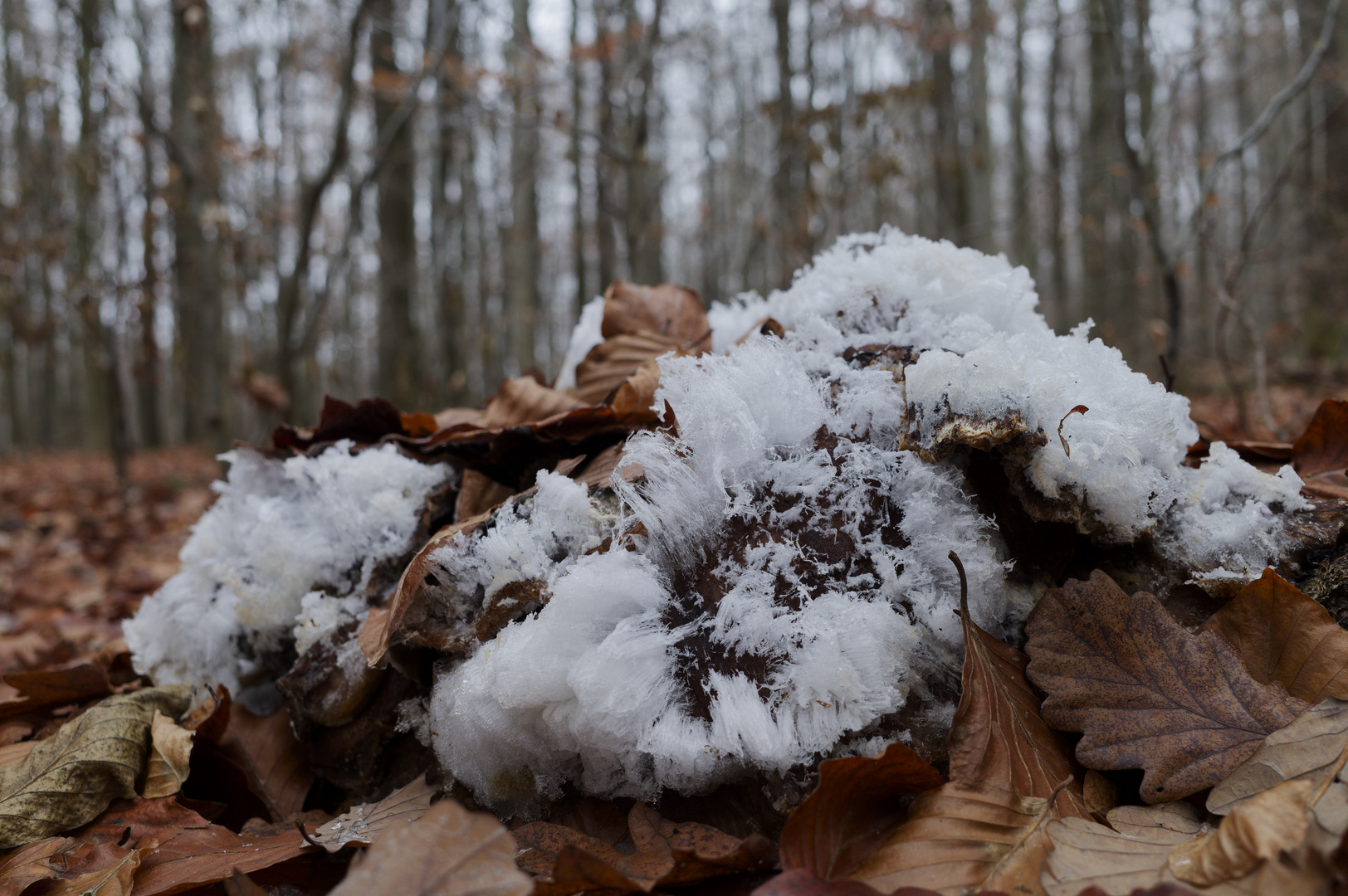 Details im Wald, hier: Haareis auf zerfallendem Riesenporling (2)