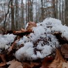 Details im Wald, hier: Haareis auf zerfallendem Riesenporling (2)