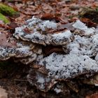 Details im Wald, hier: Haareis auf zerfallendem Riesenporling