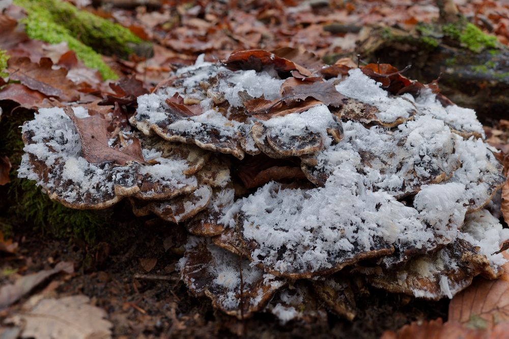 Details im Wald, hier: Haareis auf zerfallendem Riesenporling