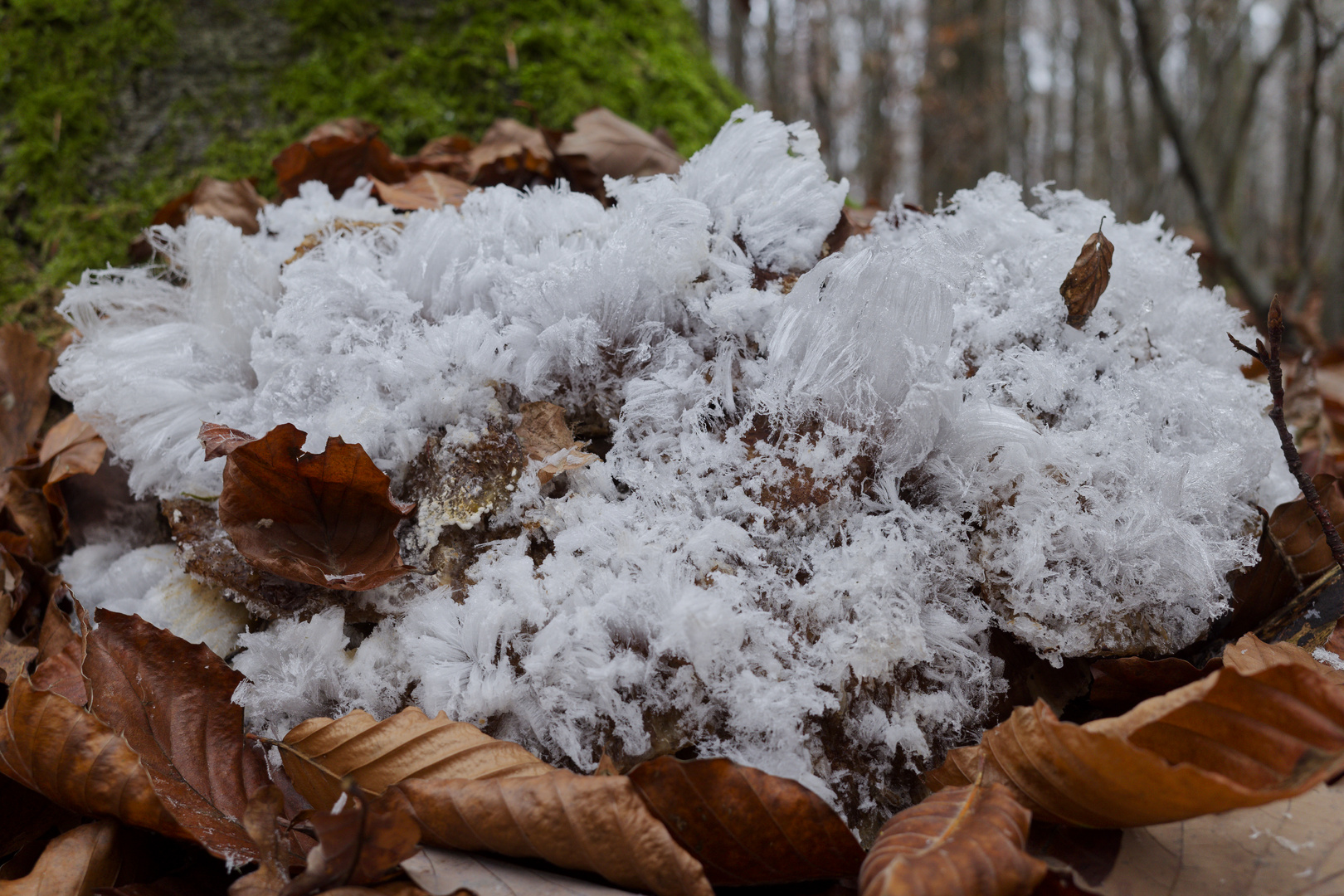 Details im Wald, hier: Haareis auf zerfallendem Riesenporling