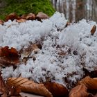 Details im Wald, hier: Haareis auf zerfallendem Riesenporling