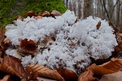 Details im Wald, hier: Haareis auf zerfallendem Riesenporling