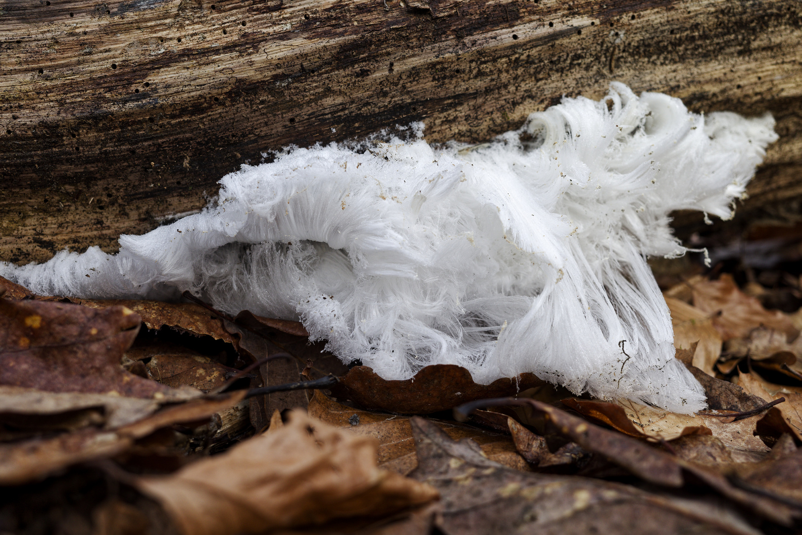 Details im Wald, hier: Haarlocken im Wald