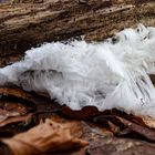 Details im Wald, hier: Haarlocken im Wald