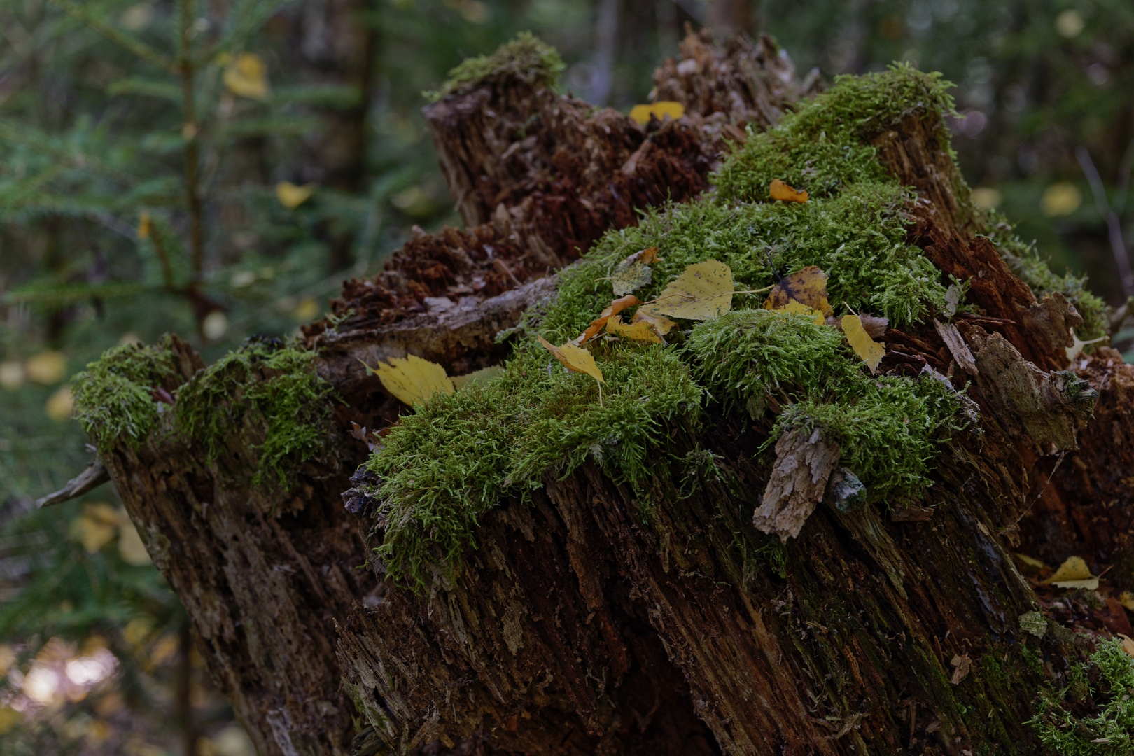 Details im Wald, hier: Herbstblätter
