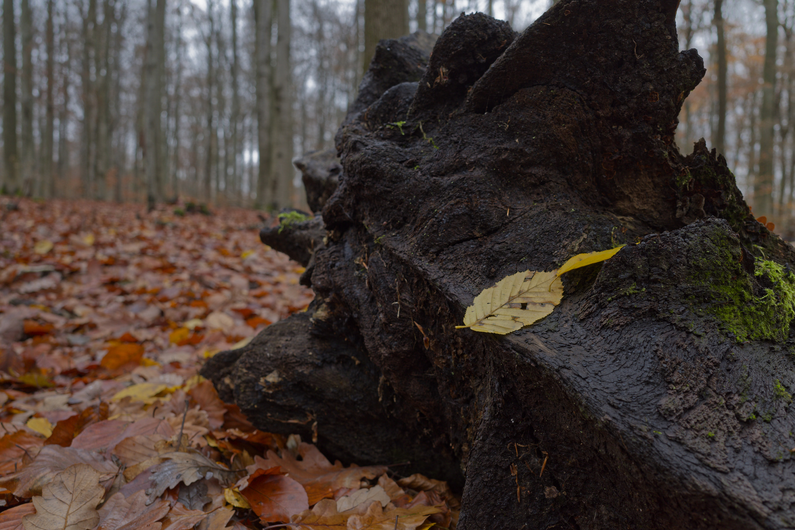 Details im Wald, hier: Herbstblätter auf Baumwurzel