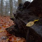 Details im Wald, hier: Herbstblätter auf Baumwurzel