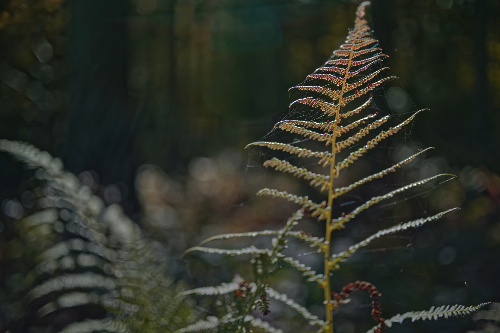 Details im Wald, hier: herbstlich gefärbtes Farnblatt