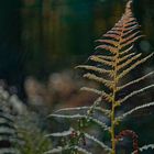 Details im Wald, hier: herbstlich gefärbtes Farnblatt