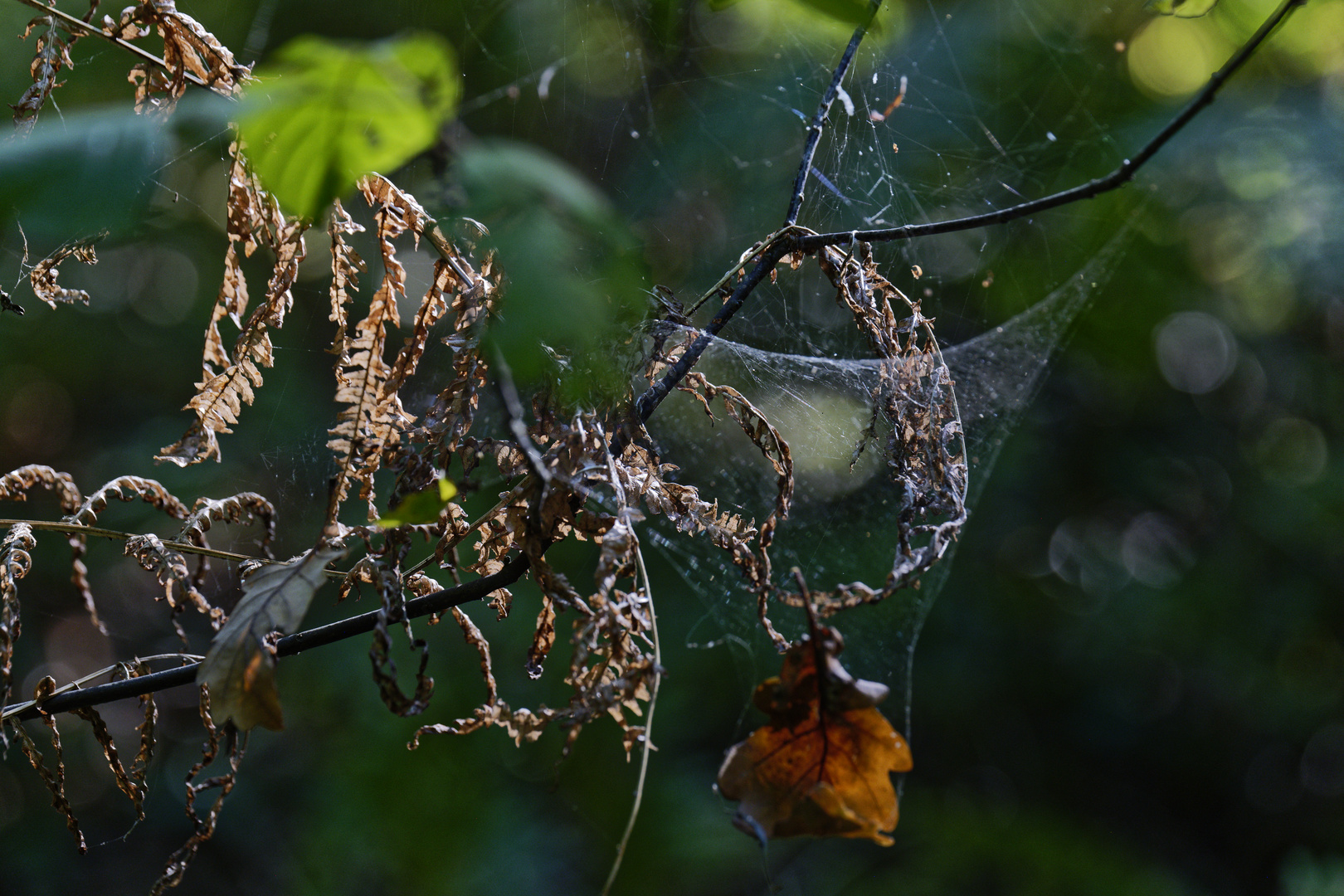 Details im Wald, hier: Herbstmotive