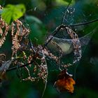 Details im Wald, hier: Herbstmotive