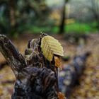 Details im Wald, hier: Herbstmotive im Wald