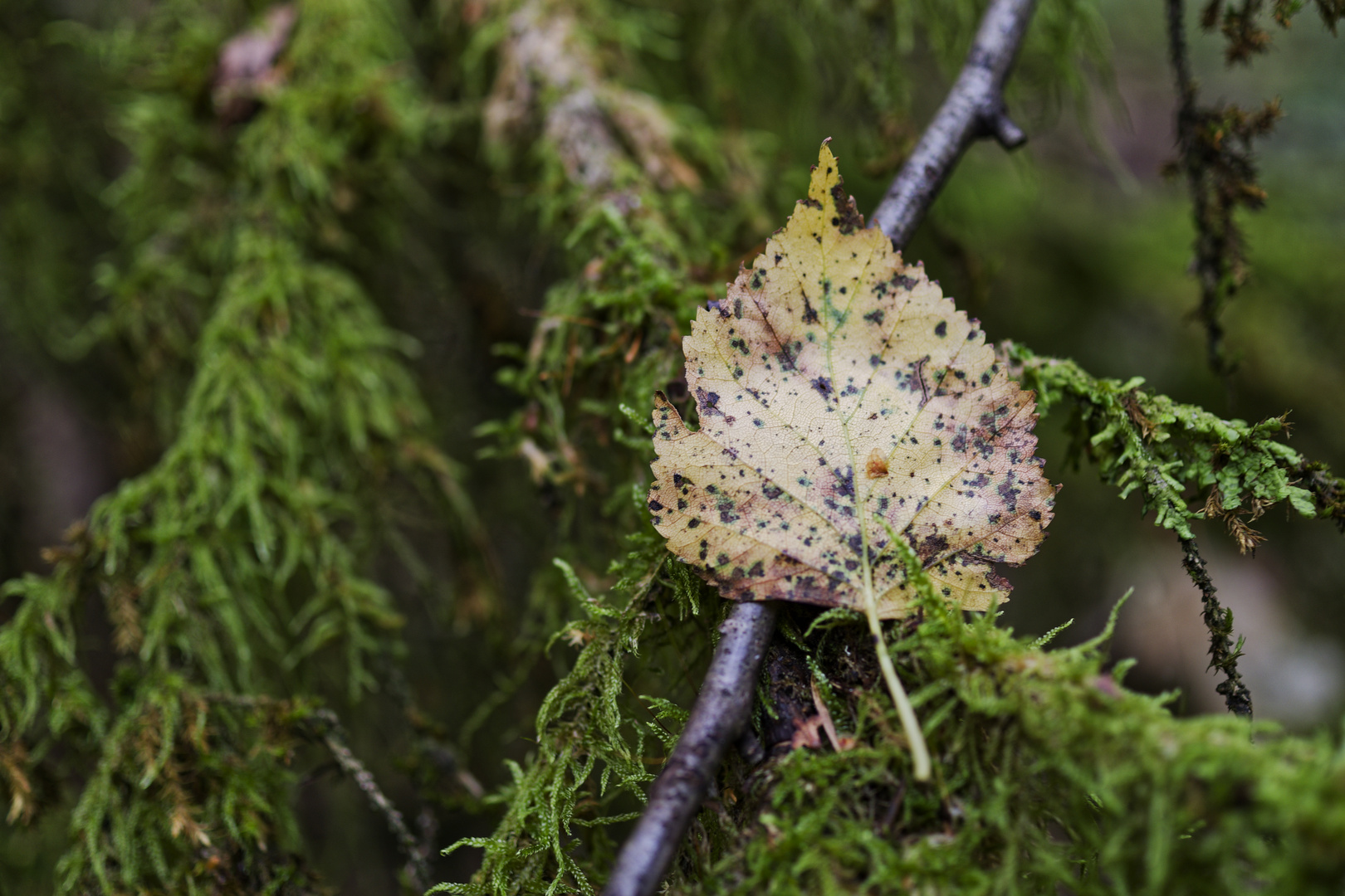 Details im Wald, hier: Herbststimmung in den Mooswelten