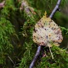 Details im Wald, hier: Herbststimmung in den Mooswelten