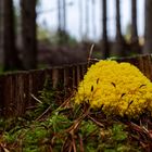 Details im Wald, hier: Hexenbutter