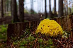 Details im Wald, hier: Hexenbutter