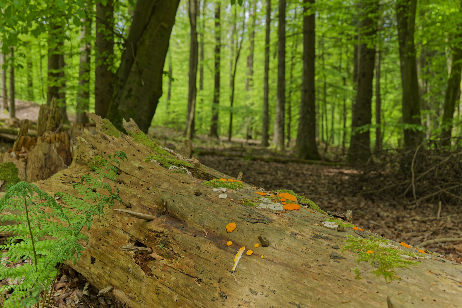 Details im Wald, hier: Hexenbutter auf einem Fichtenstamm