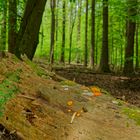 Details im Wald, hier: Hexenbutter auf einem Fichtenstamm