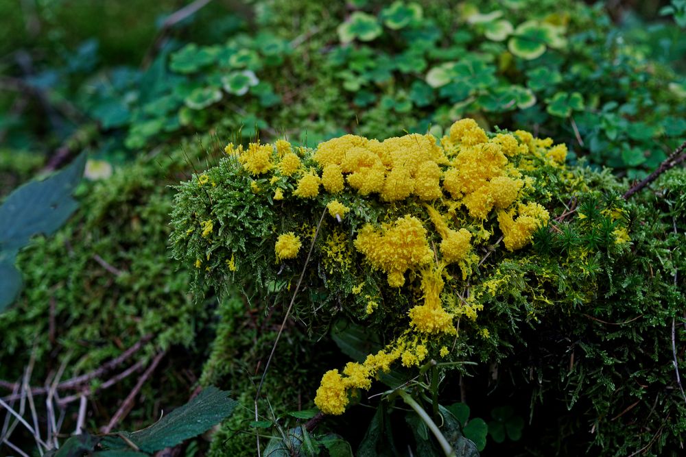 Details im Wald, hier: Hexenbutter in den Mooswelten