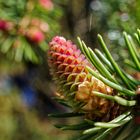 Details im Wald, hier: junger Fichtenzapfen