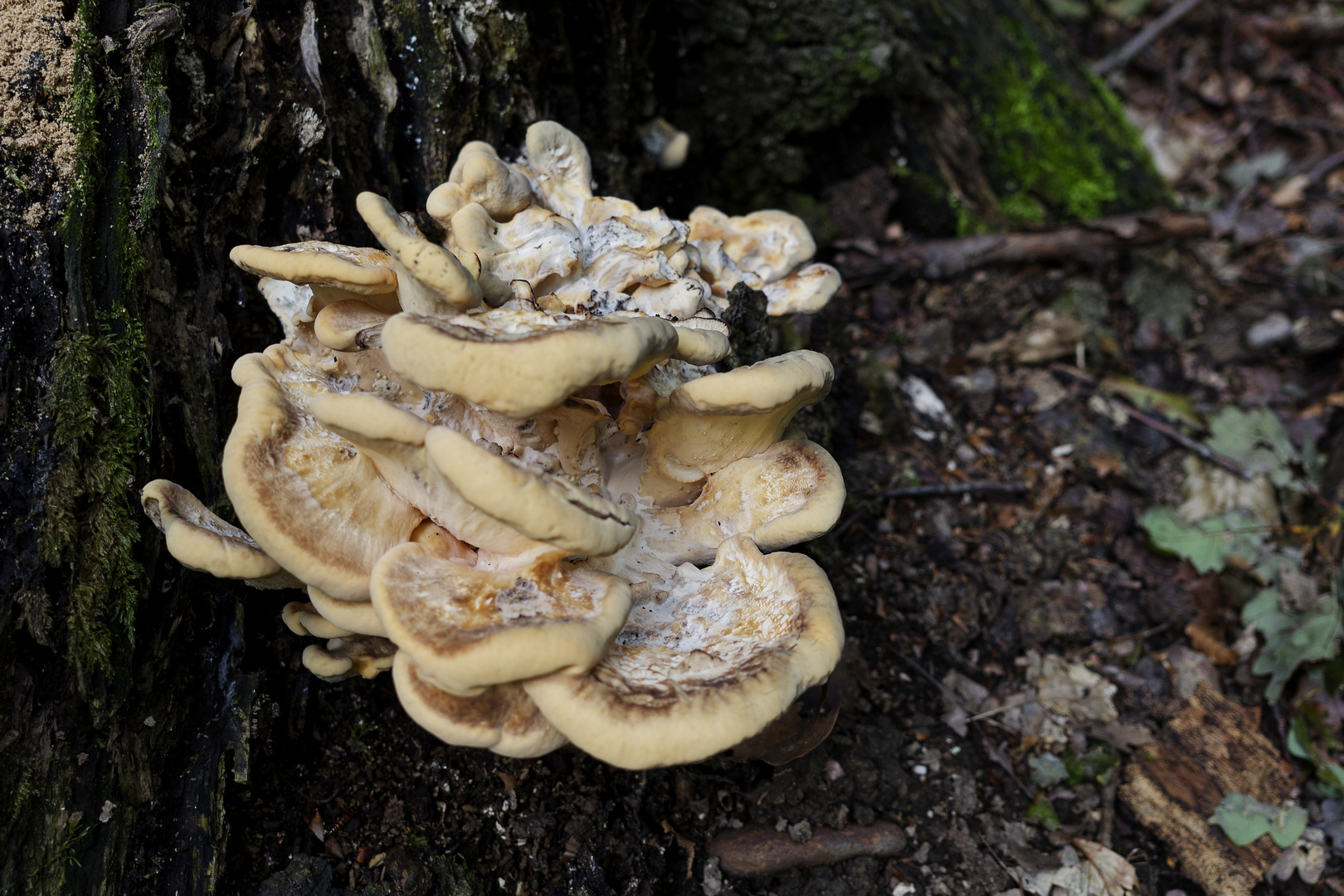 Details im Wald, hier: Junger Riesenporling auf einer Eichenwurzel