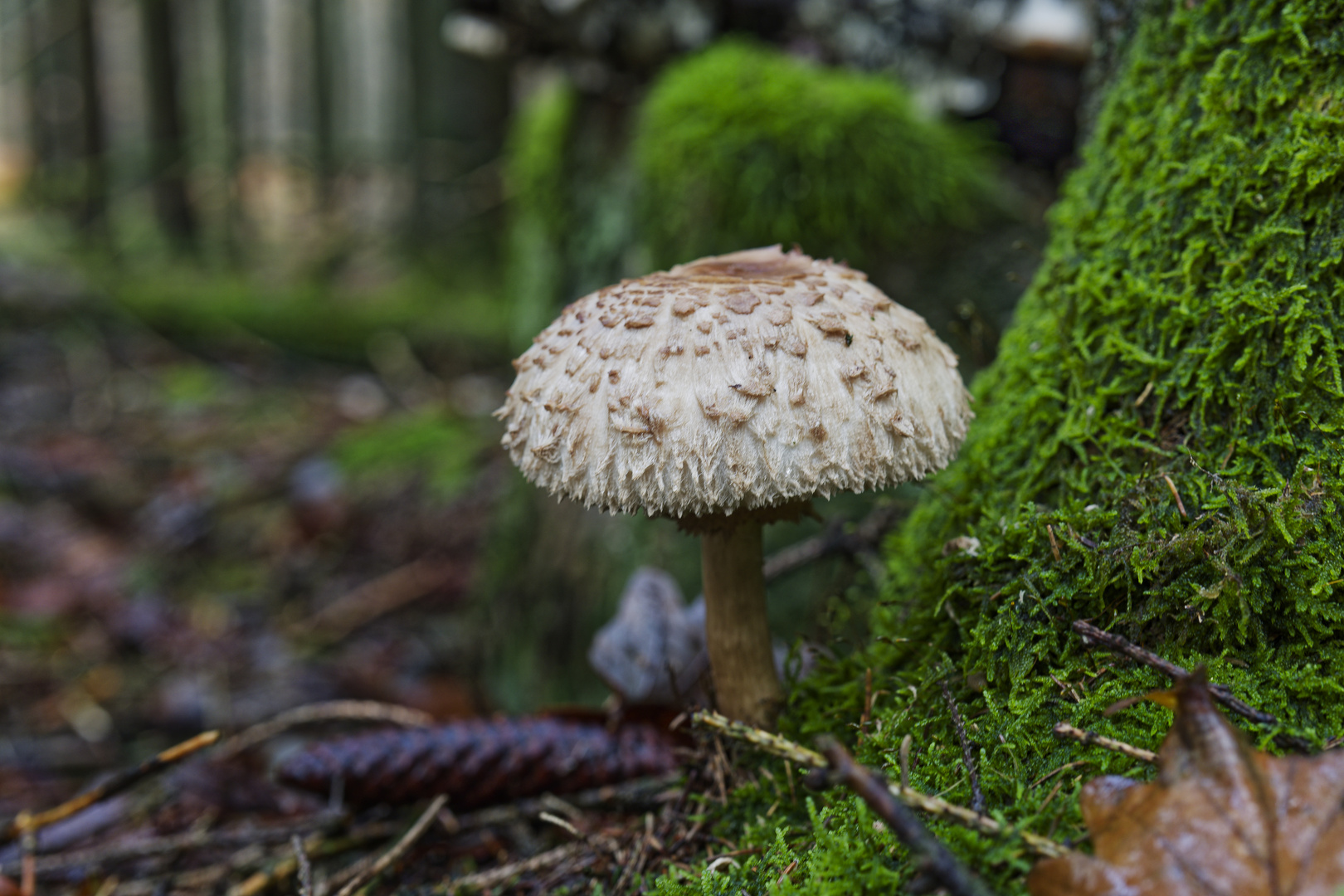 Details im Wald, hier: Junger Schirmling 