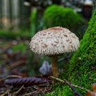 Details im Wald, hier: Junger Schirmling 