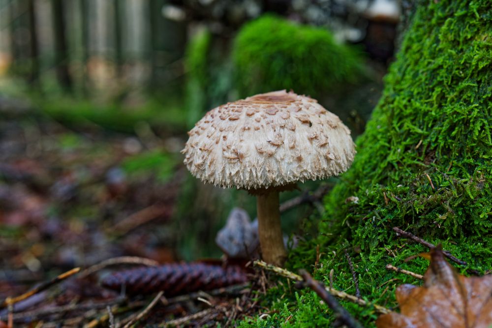 Details im Wald, hier: Junger Schirmling 