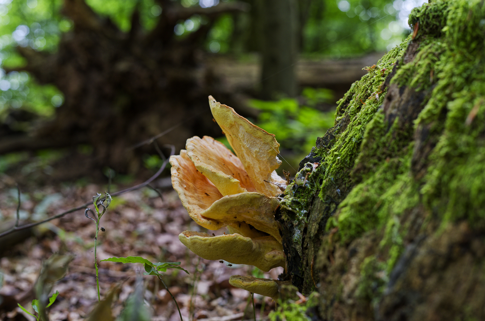 Details im Wald, hier: junger Schwefelporling