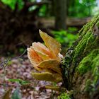 Details im Wald, hier: junger Schwefelporling