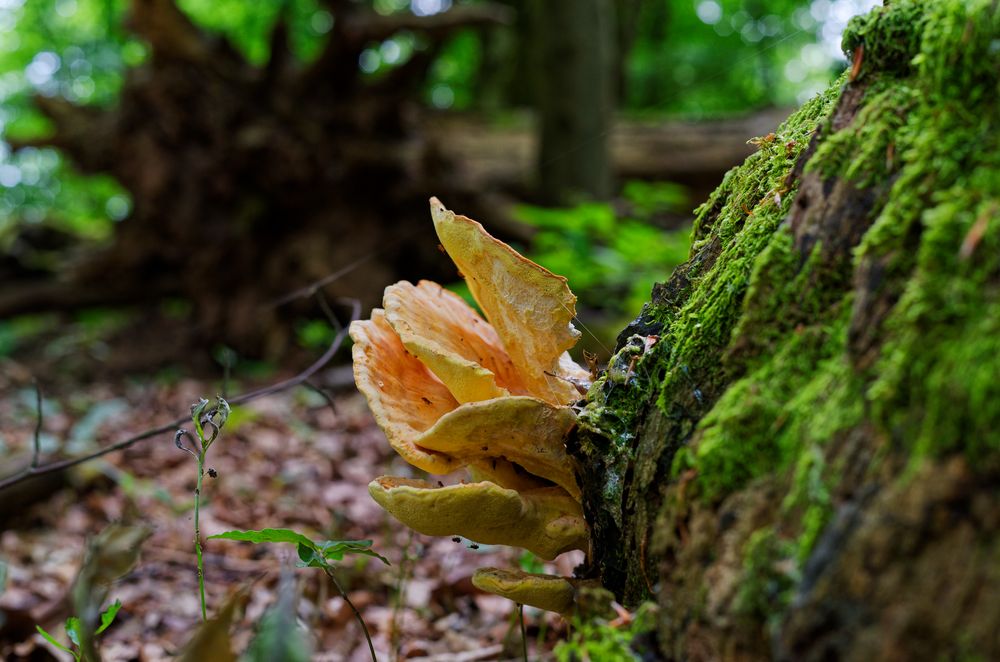 Details im Wald, hier: junger Schwefelporling
