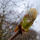 Details im Wald, hier: Kastanienknospe (2)