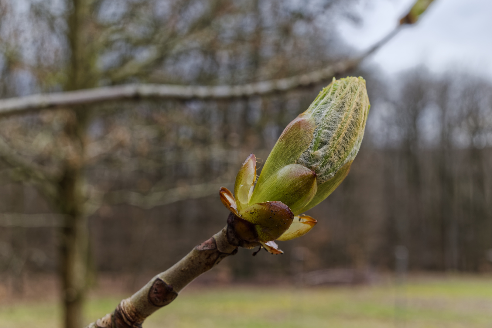 Details im Wald, hier: Kastanienknospe