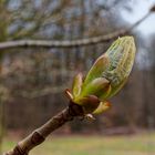 Details im Wald, hier: Kastanienknospe