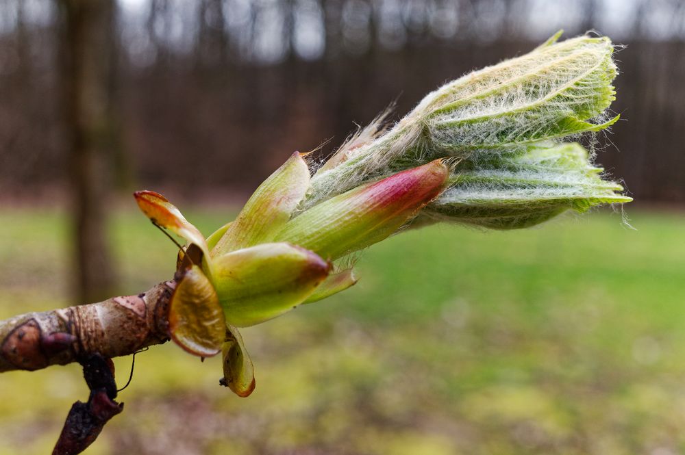 Details im Wald, hier: Kastanienknospe