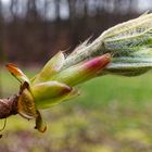 Details im Wald, hier: Kastanienknospe