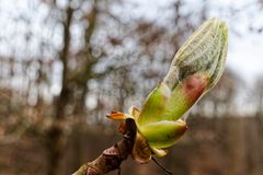 Details im Wald, hier: Kastanienknospe